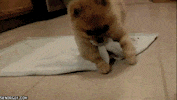 thanks company GIF