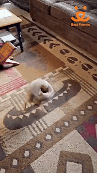 Best Friends Dog GIF by Best Friends Animal Society