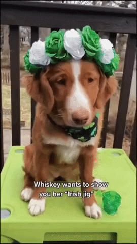 St Patricks Day GIF by Storyful