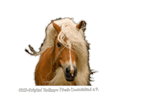 Original-Haflinger pony pferd haflinger ohd Sticker