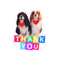 Cavalierkingcharlesspaniel Love Sticker