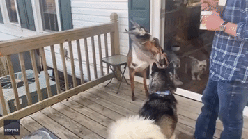 Goat and Husky Almost Butt Heads in Standoff