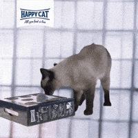 Cat Box GIF by visualbrand