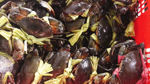 nguynthanhphong13e3 giphyupload GIF