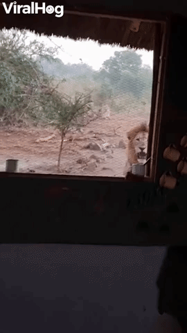 Lion is Determined to Interrupt Morning