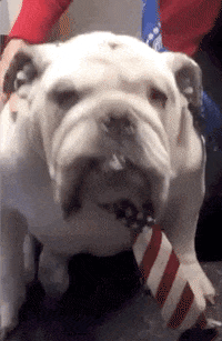 Drake Mascot GIF by DrakeUGriff