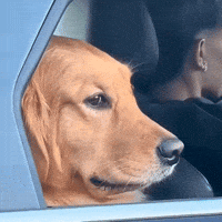 Dog Closing Car Window GIF