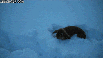 rabbit falling GIF by Cheezburger