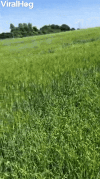 Happy Dog Bounds Through Grass