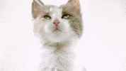 Cat Save Them All GIF by Best Friends Animal Society