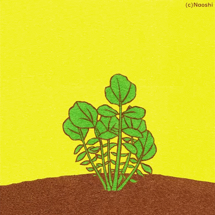 Naoshi giphyupload pop surreal whimsical GIF