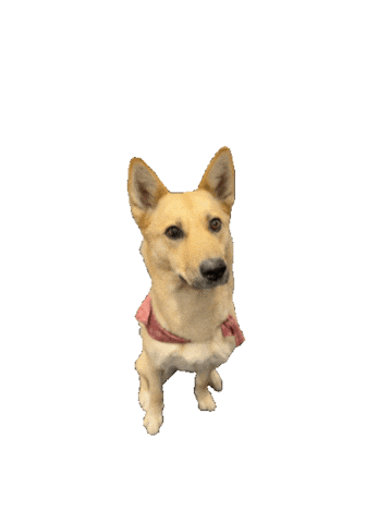 German Shepherd Cali Sticker by Teambridge