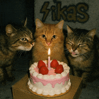 Celebrating Happy Birthday GIF by ikas