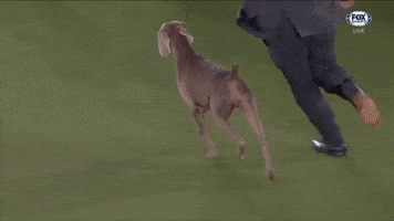 Sporting Group Weimaraner