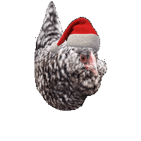 Santa Chicken Sticker