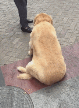 cuteanimalland giphyupload GIF