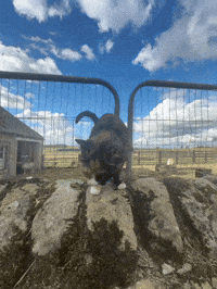 Cats Northumberland GIF