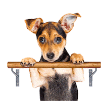 dog barre Sticker by Puppies Make Me Happy