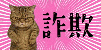 Cat Warning GIF