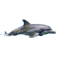 valiyazheekalunofficial sea dolphin dolphins aquatic Sticker