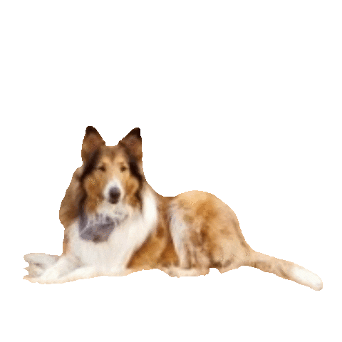 Border Collie Dog Sticker by Weld Realty