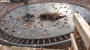 Furry Friends Tussle on Trampoline
