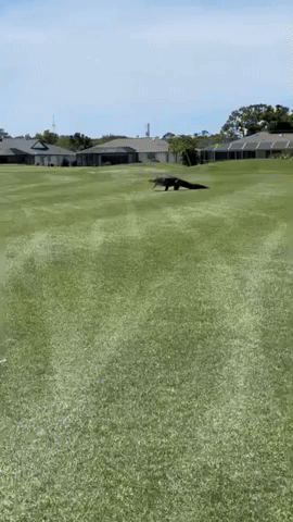 Huge Alligator Takes Stroll on Florida Golf Course