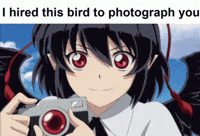 Camera Crow GIF