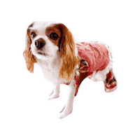 Happy Dogs Sticker