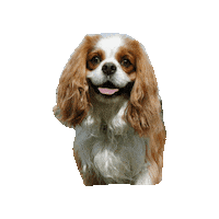 Happy Dogs Sticker