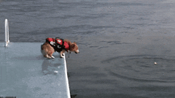 puppy fail GIF