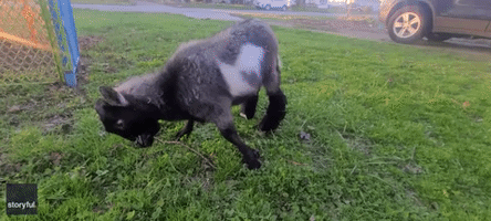 Goat Born Without Rear Hooves Takes First Steps in Booties