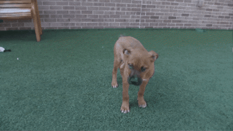 spencernews giphygifmaker GIF