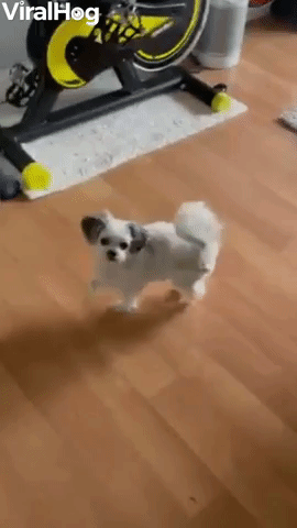 Dog Does Adorable Treat Dance