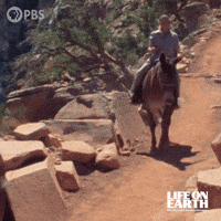David Attenborough Donkey GIF by PBS