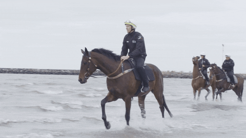 worldhorseracing giphyupload horse champion horses GIF