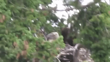 Baby Hawk Adopted by Bald Eagle Family
