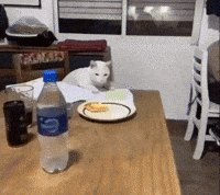 Curse Beep GIF