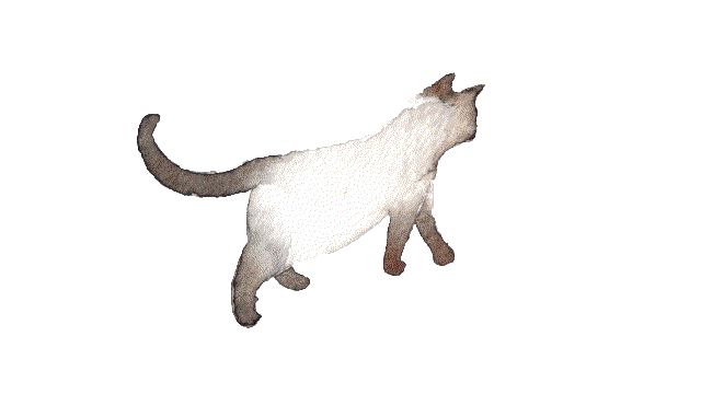 animation cat STICKER