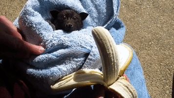 Miss Alicia the Bat Goes Bananas