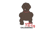 china dogs Sticker by Calzedonia