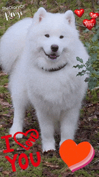 Benji Love GIF