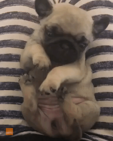 Sweet Pug Puppy Interacts With Owner