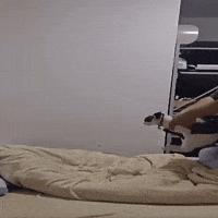 Cat Flip GIF
