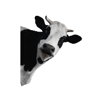 ruslanabbsv cow ruslanabbsv Sticker
