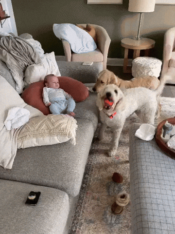 cuteanimalland giphyupload GIF