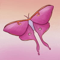 Luna Moth Pride GIF by Contextual.Matters