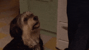 Paul Anka Ggbr GIF by Gilmore Girls Brasil
