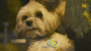 Scooby Doo Lol GIF by Jenny Lorenzo