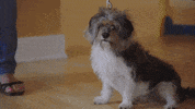 spring fever puppies GIF by Hallmark Channel